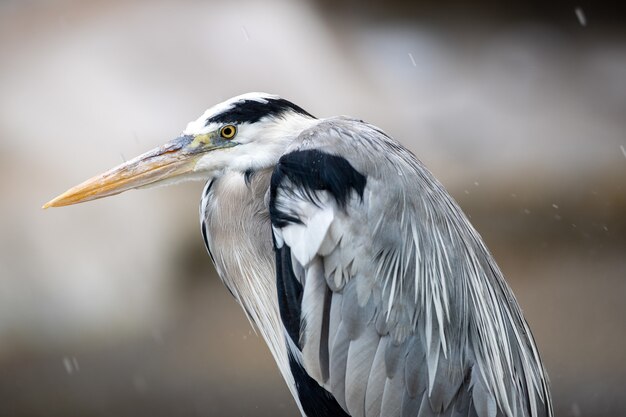 Closeup shot of a grey heron