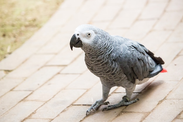 Closeup shot of a grey parrot standing on the ground