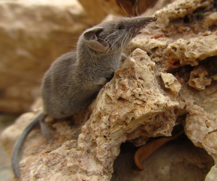 मुफ़्त फोटो closeup shot of a grey white-toothed pygmy shrew in maltese islands