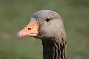 Free photo closeup shot of a greylag goose