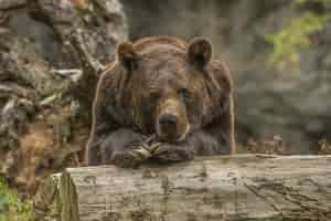 Free photo closeup shot of a grizzly bear laying on a tree