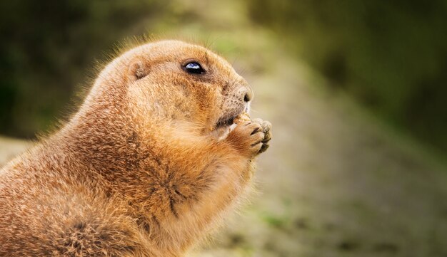 Closeup shot of a groundhog eating a nut