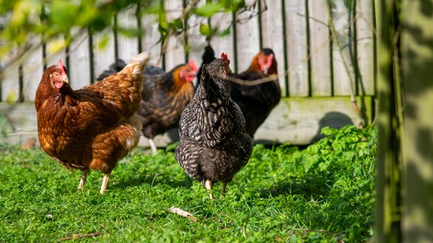 Closeup shot of a group of chickens grazing on a field