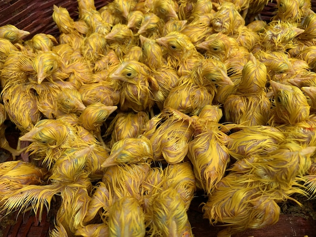 Free photo closeup shot of a group of dyed yellow chicks