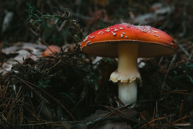 Closeup shot of growing Fly agaric mushrooms in the forest