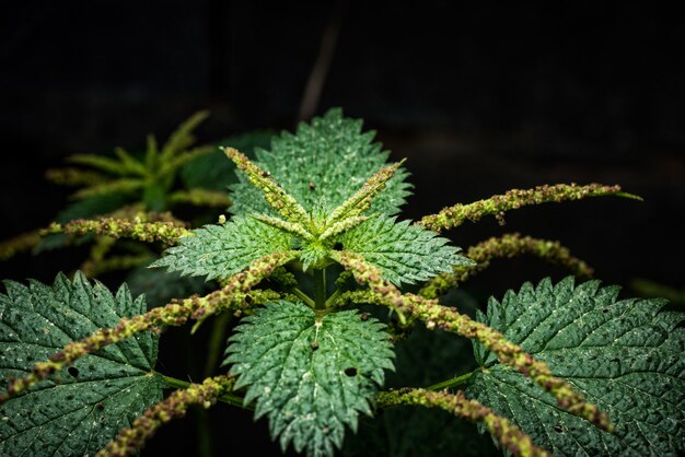 黒の背景に成長する緑の植物のクローズアップショット