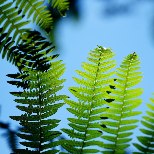 澄んだ青い空の下で成長している緑の植物のクローズアップショット