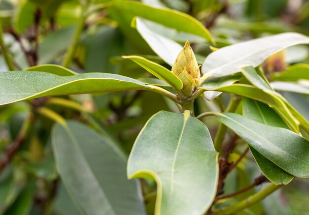 Closeup shot of growing green plants