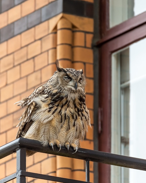 Closeup shot of a grumpy great grey owl perched on a metal railing