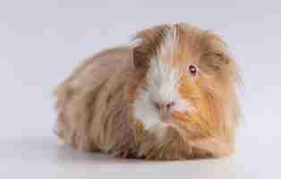 Free photo closeup shot of guinea pig isolated on a white background