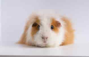 Free photo closeup shot of guinea pig isolated on a white background