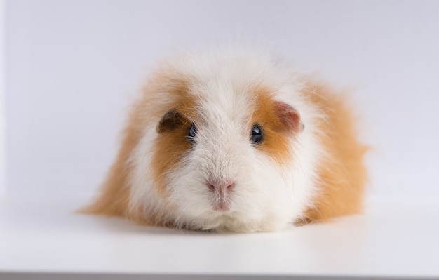 Closeup shot of guinea pig isolated on a white background