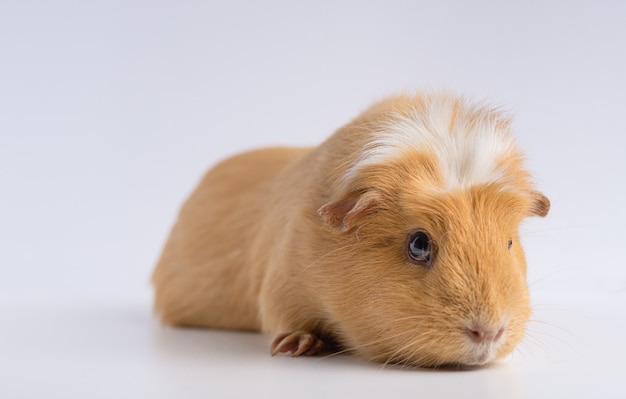 Closeup shot of guinea pig isolated on a white surface