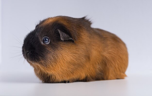 Closeup shot of guinea pig isolated on a white surface