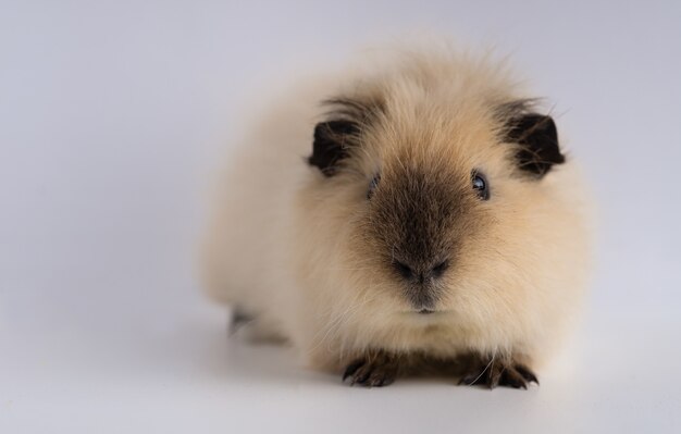 Closeup shot of guinea pig isolated on a white wall