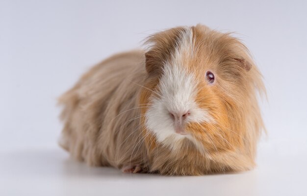 Closeup shot of guinea pig isolated on a white wall