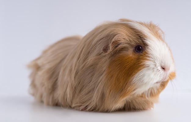 Closeup shot of guinea pig isolated on a white wall
