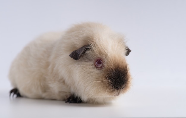 Closeup shot of guinea pig isolated on a white wall