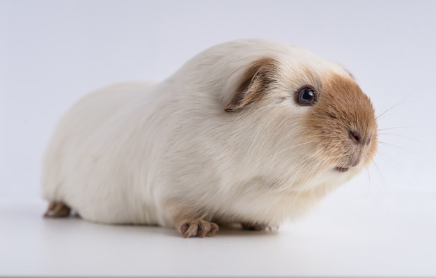Closeup shot of guinea pig isolated on a white