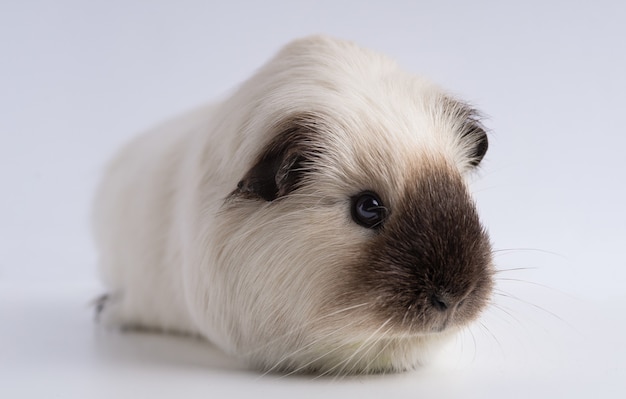 Closeup shot of guinea pig isolated