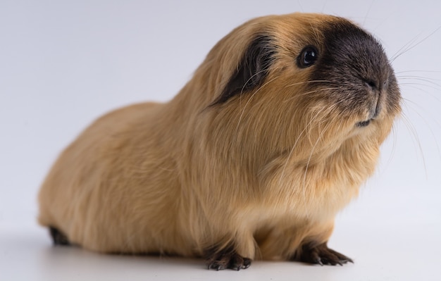 Closeup shot of guinea pig isolated