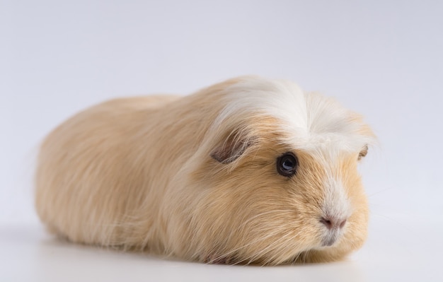 Free photo closeup shot of guinea pig