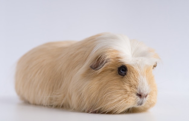 Closeup shot of guinea pig