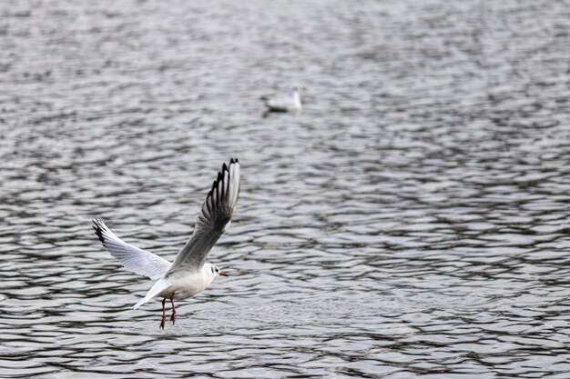 Крупным планом - чайка, летящая над озером, готовится приземлиться для плавания