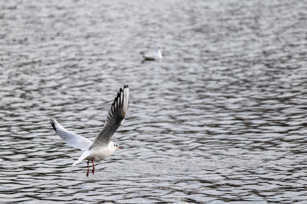 Closeup shot of a gull flying over the lake  getting ready to land for the swim