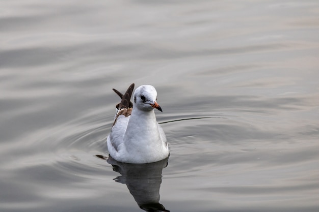 Closeup shot of a gull gracefully swimming in the lake