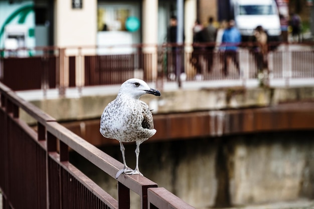 Closeup shot of a gull sitting on a metal railing in a city during daylight