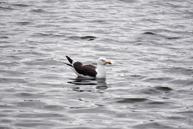 Closeup shot of a gull