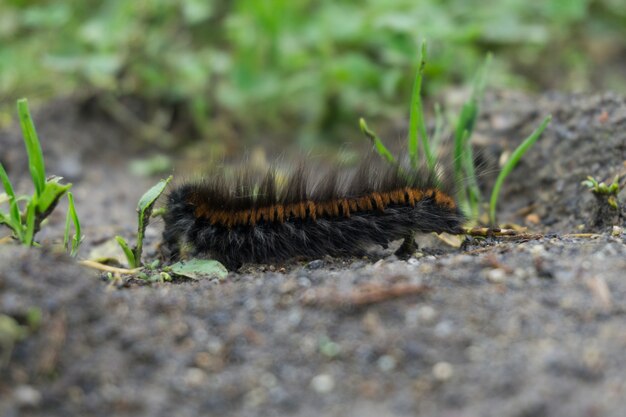 Closeup shot of a hairy caterpillar on the ground