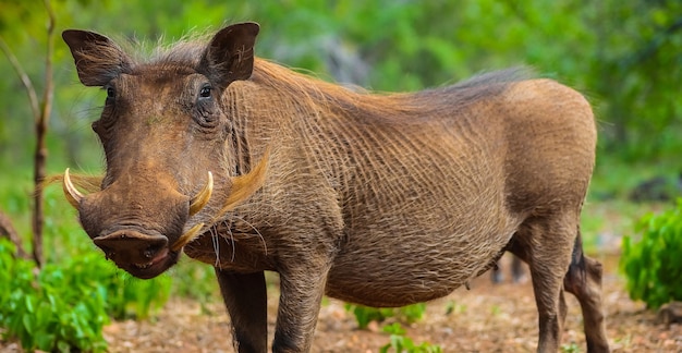 Closeup shot of a hairy wild common African warthog in a forest