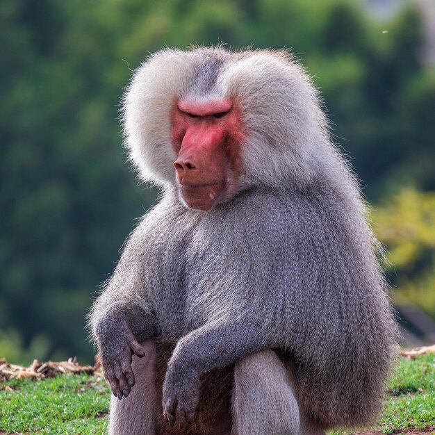 Closeup shot of Hamadryas Baboon in the field on a sunny day against a green background