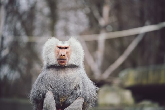 Closeup shot of a hamadryas baboon with beautiful silver and white cape