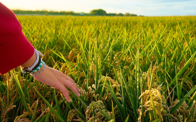 Free photo closeup shot of a hand of a young lady covered by red jacket with green field