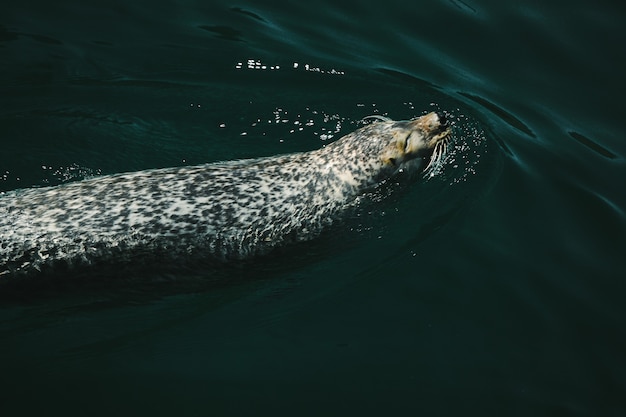 Closeup shot of a harbor seal swimming in the water