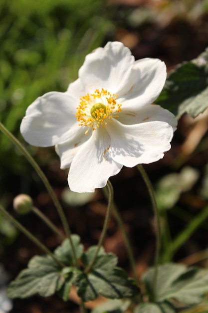 Foto gratuita colpo del primo piano di un fiore di anemone raccolto