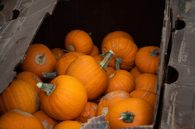 Closeup shot of harvested pumpkins in a box