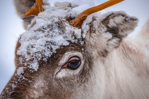 Closeup shot of the head of a beautiful deer with snowflakes on it