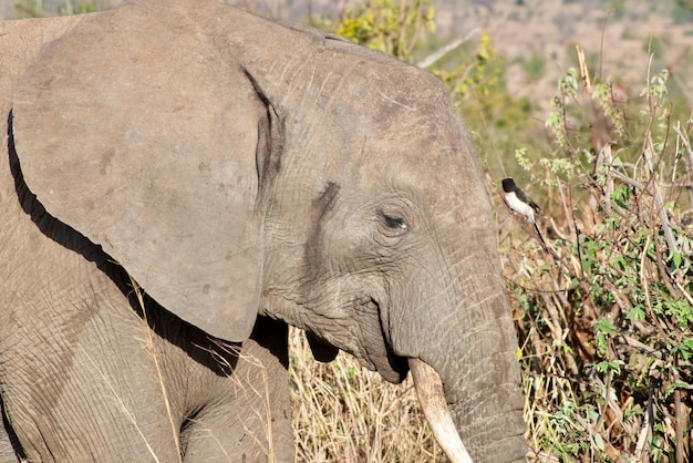 Closeup shot of the head of a cute elephant in the wilderness