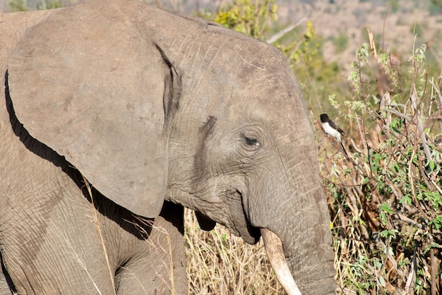 광야에서 귀여운 코끼리의 머리의 근접 촬영 샷