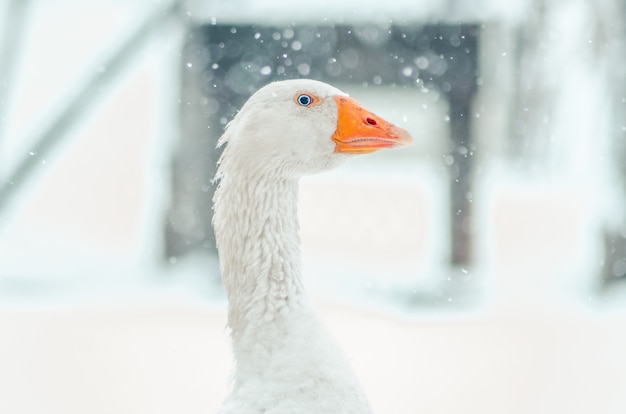 Foto gratuita colpo del primo piano della testa di un'oca carina con il fiocco di neve sfocato