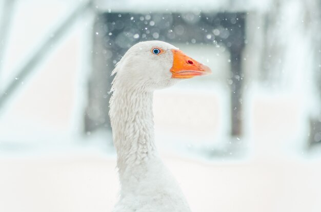 Closeup shot of the head of a cute goose with the blurry snowflake 