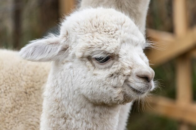 Closeup shot of the head of a cute white lama
