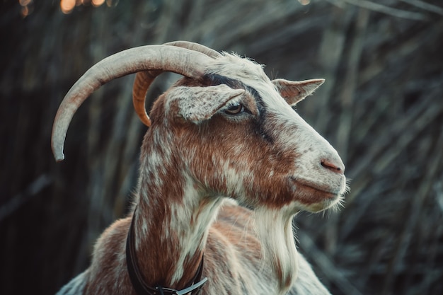 Closeup shot of the head of a goat