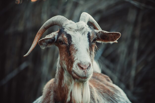 Closeup shot of the head of a goat