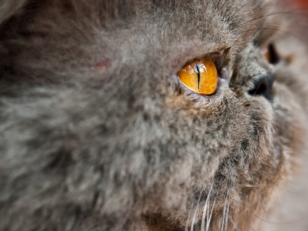 Closeup shot of the head of a grey cat