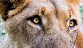 Free photo closeup shot of the head of a lioness